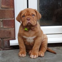 Dogue de Bordeaux PUPPIES READY NOW..!! Image eClassifieds4u 2