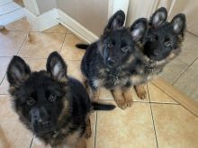 German shepherd puppies ready now !! Image eClassifieds4u 2