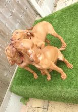 Hungarian Vizsla puppies (DNA health screened) Image eClassifieds4u 2