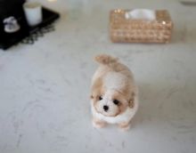 kc reg toy poodle Extremely heath tested Image eClassifieds4u 1