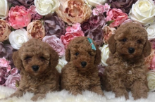 kc reg toy poodle Extremely heath tested Image eClassifieds4u 2