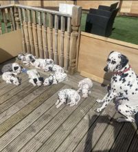 KC Registration Certificated Dalmatian Puppies Image eClassifieds4u 2
