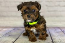 Lovely YORKIEPOO PUPPIES Image eClassifieds4u 3