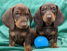 Miniature Dachshund puppies available now !! Image eClassifieds4u 2