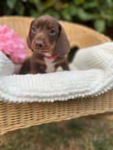 Miniature dachshund puppies ready now Image eClassifieds4u 2