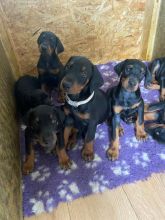 Pure breed Doberman pincher puppies Image eClassifieds4u 3