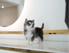 Stunning litter of 8 Pomsky puppies. Image eClassifieds4u 2