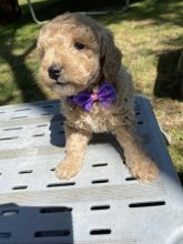 Stunning miniature poodles available now Image eClassifieds4u 4