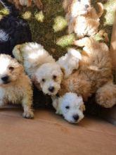 Stunning miniature poodles available now Image eClassifieds4u 1