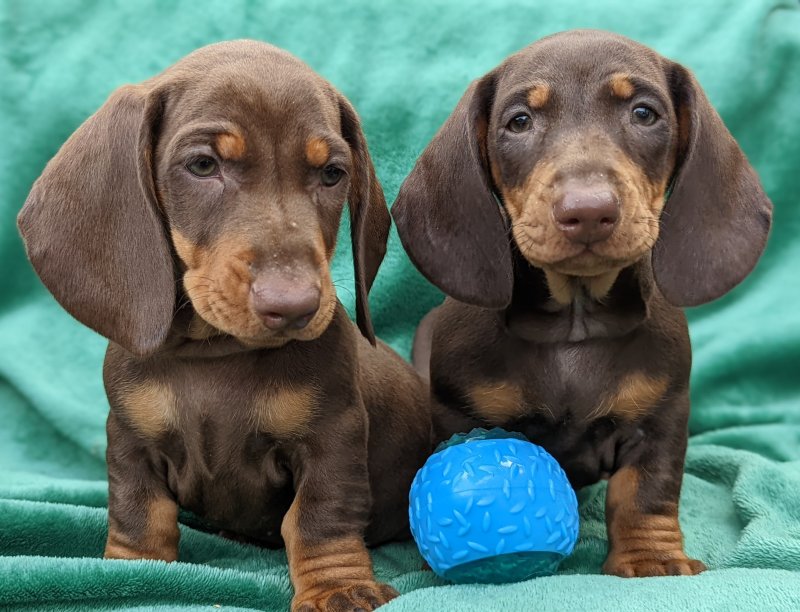 Miniature Dachshund puppies available now !! Image eClassifieds4u