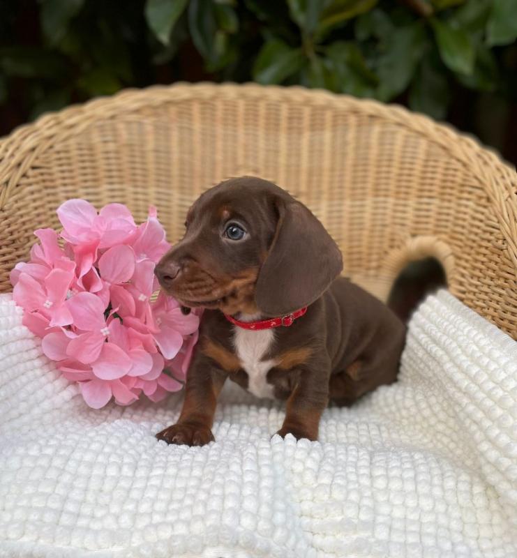 Miniature dachshund puppies ready now Image eClassifieds4u