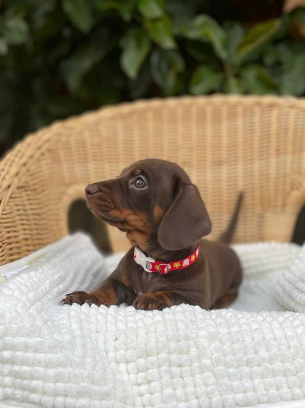 Miniature dachshund puppies ready now Image eClassifieds4u