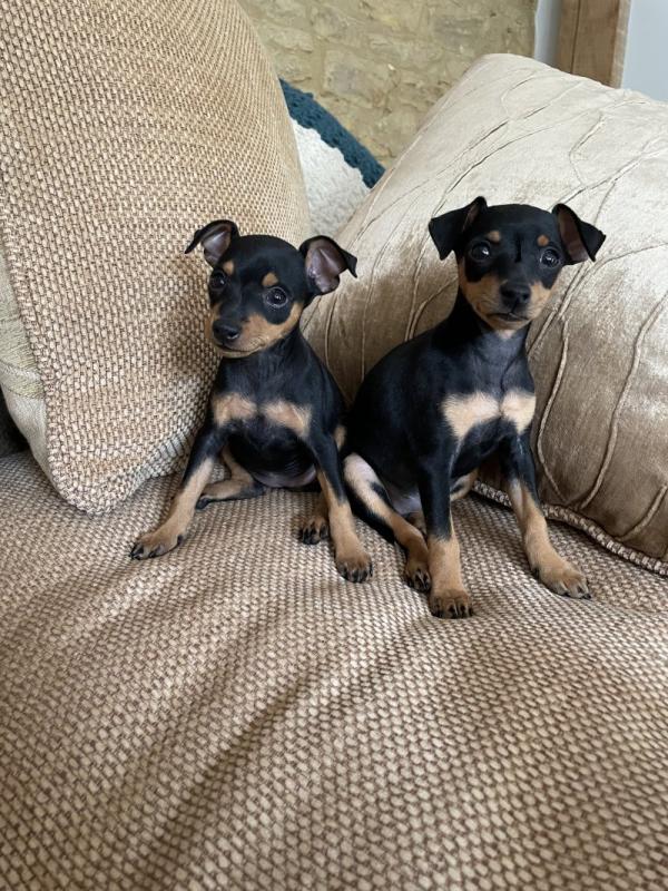 Miniature Pinscher puppies Image eClassifieds4u