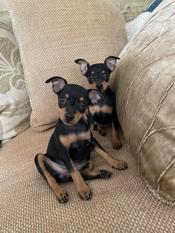 Miniature Pinscher puppies need 5 star homes..!! Image eClassifieds4u
