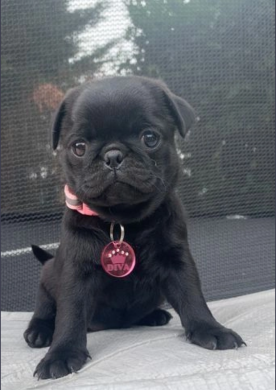 Pug puppies available Image eClassifieds4u