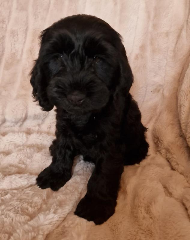 Stunning healthy C0CKAPOOS available Image eClassifieds4u
