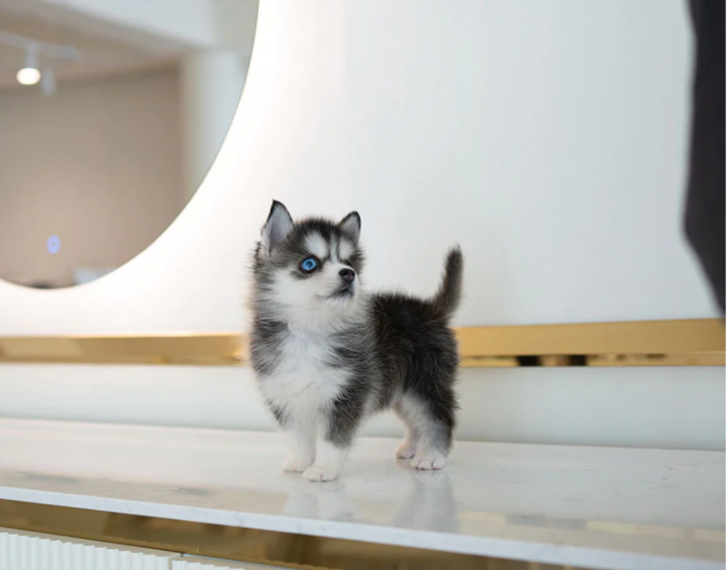 Stunning litter of 8 Pomsky puppies. Image eClassifieds4u