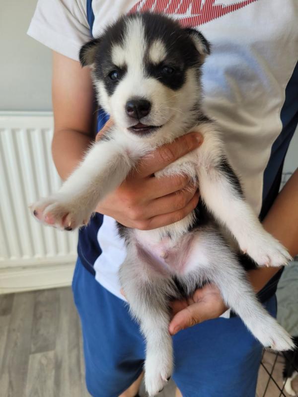 Stunning litter of Siberian Husky puppies Image eClassifieds4u