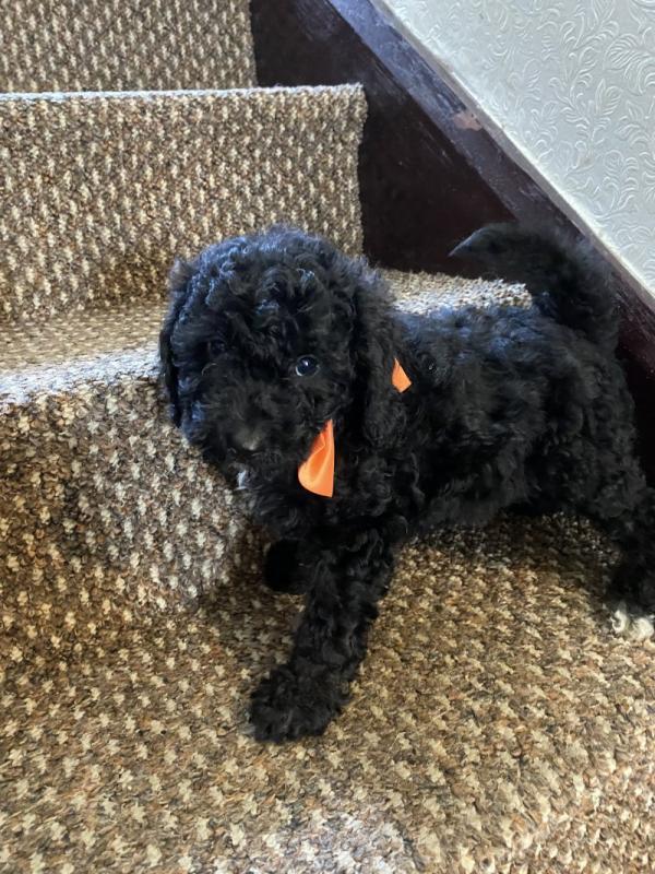 Stunning miniature poodles available now Image eClassifieds4u