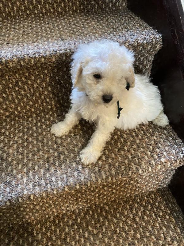 Stunning miniature poodles available now Image eClassifieds4u