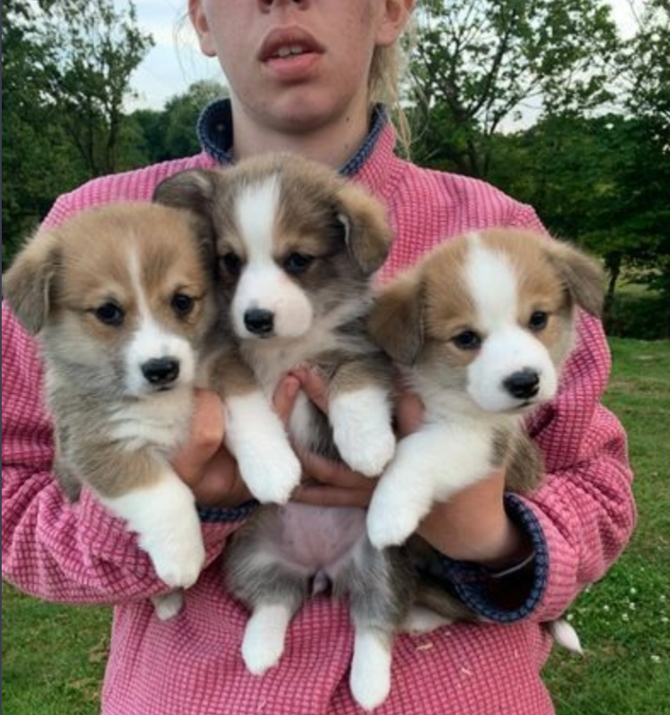 Welsh Corgi Pembroke puppies fore sale Image eClassifieds4u