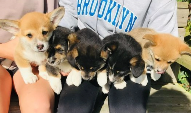 Welsh Corgi Pembroke puppies fore sale Image eClassifieds4u