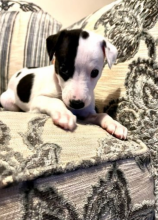 8 gorgeous KC registered whippet puppies.