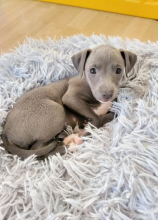 Beautiful litter of Italian Greyhound Puppies