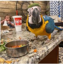 Blue and gold Macaw parrots available