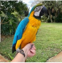 Blue and gold Macaw parrots available