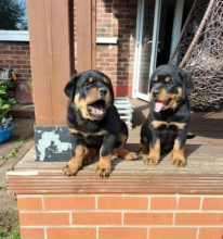 Chunky rottwailer puppies