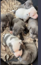 Gorgeous Chunky Staffy Pups