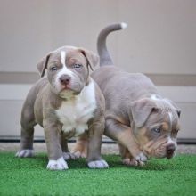 Healthy Pitbull puppies available