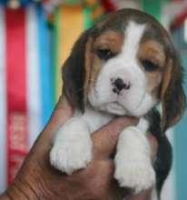 Lovely Beagle puppies reared in our home