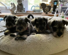 Miniature Schnauzer Puppies