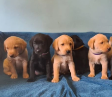 Quality KC registered Labrador puppies