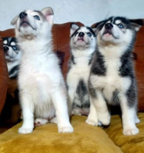 Stunning Siberian Husky puppies