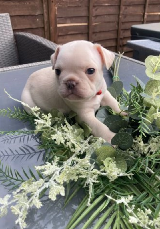 French Bulldog Puppies Image eClassifieds4u