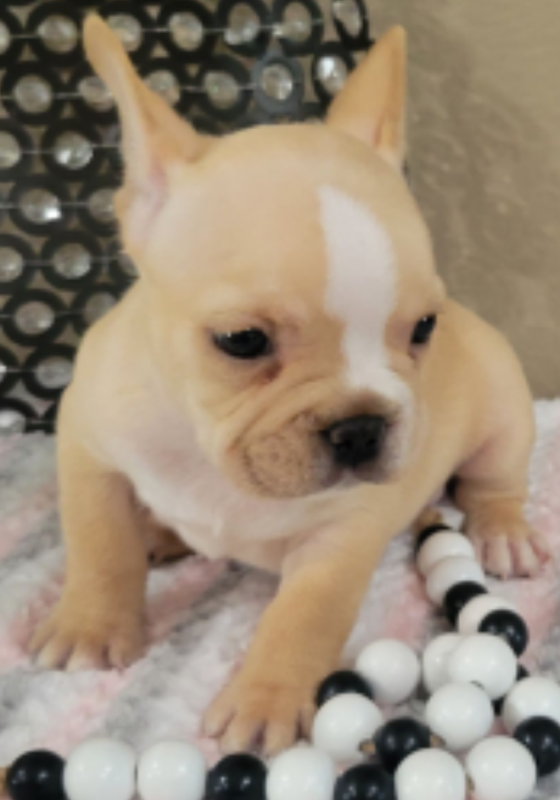 French Bulldog Puppies Image eClassifieds4u