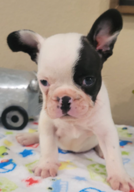 French Bulldog Puppies Image eClassifieds4u