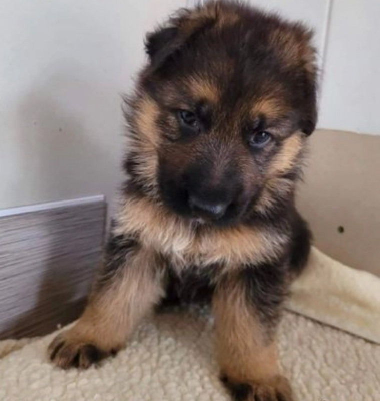 German Shepherd Puppies Image eClassifieds4u