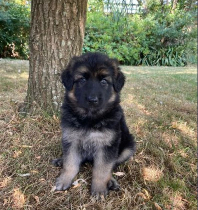 German Shepherd Puppies Image eClassifieds4u