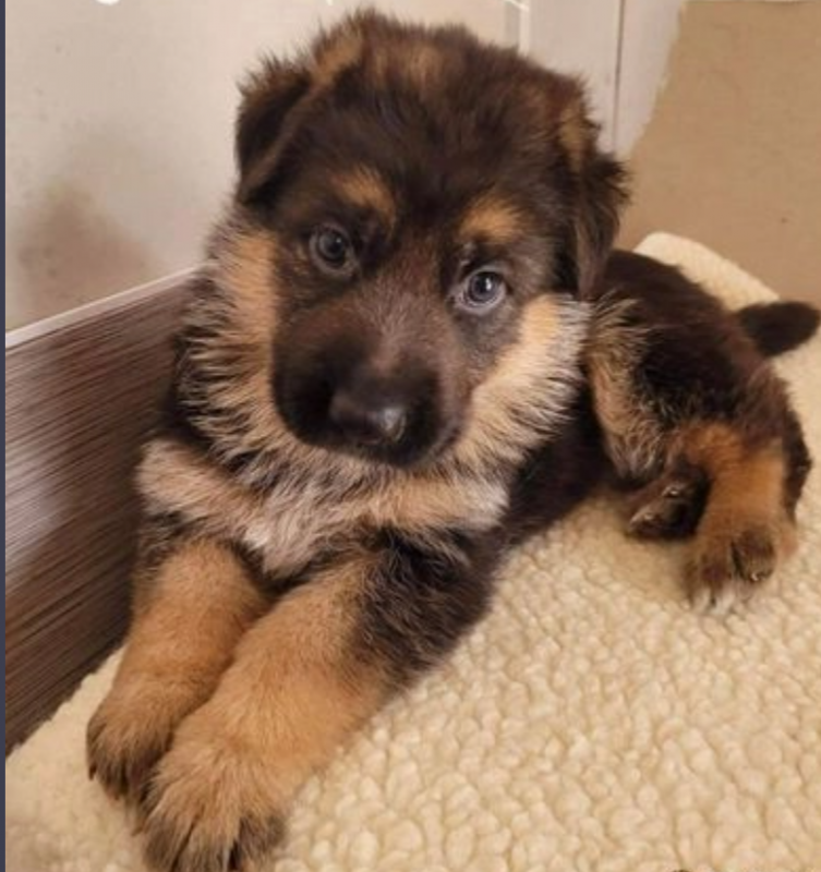 German Shepherd Puppies Image eClassifieds4u