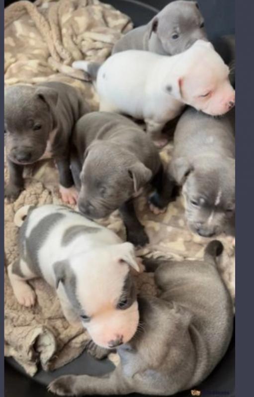 Gorgeous Chunky Staffy Pups Image eClassifieds4u