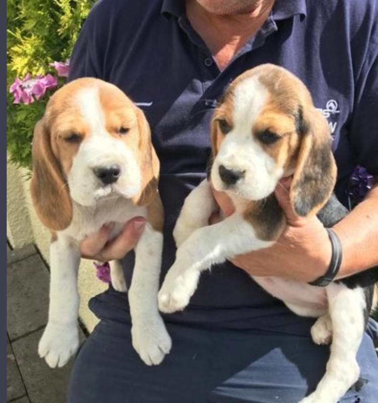 Lovely Beagle puppies reared in our home Image eClassifieds4u
