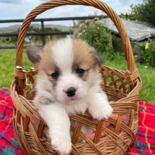 Welsh Corgi Pembroke puppies fore sale Image eClassifieds4u 3