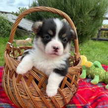 Welsh Corgi Pembroke puppies fore sale Image eClassifieds4u 4