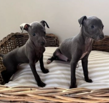 Beautiful litter of Italian Greyhound Puppies Image eClassifieds4u 2