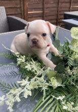 French Bulldog Puppies Image eClassifieds4u 4