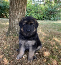 German Shepherd Puppies Image eClassifieds4u 1